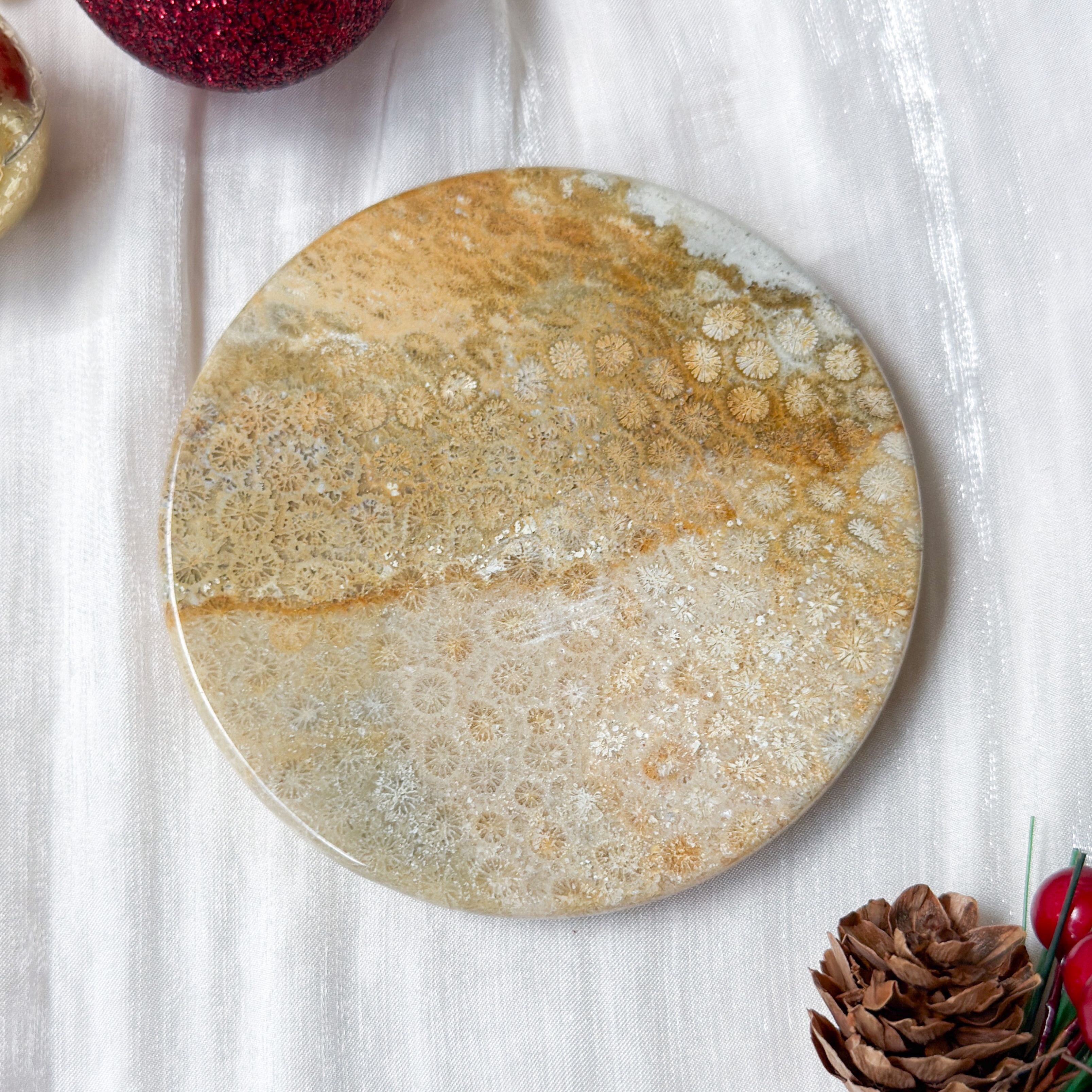 Fossilised Coral Display [Black Friday]