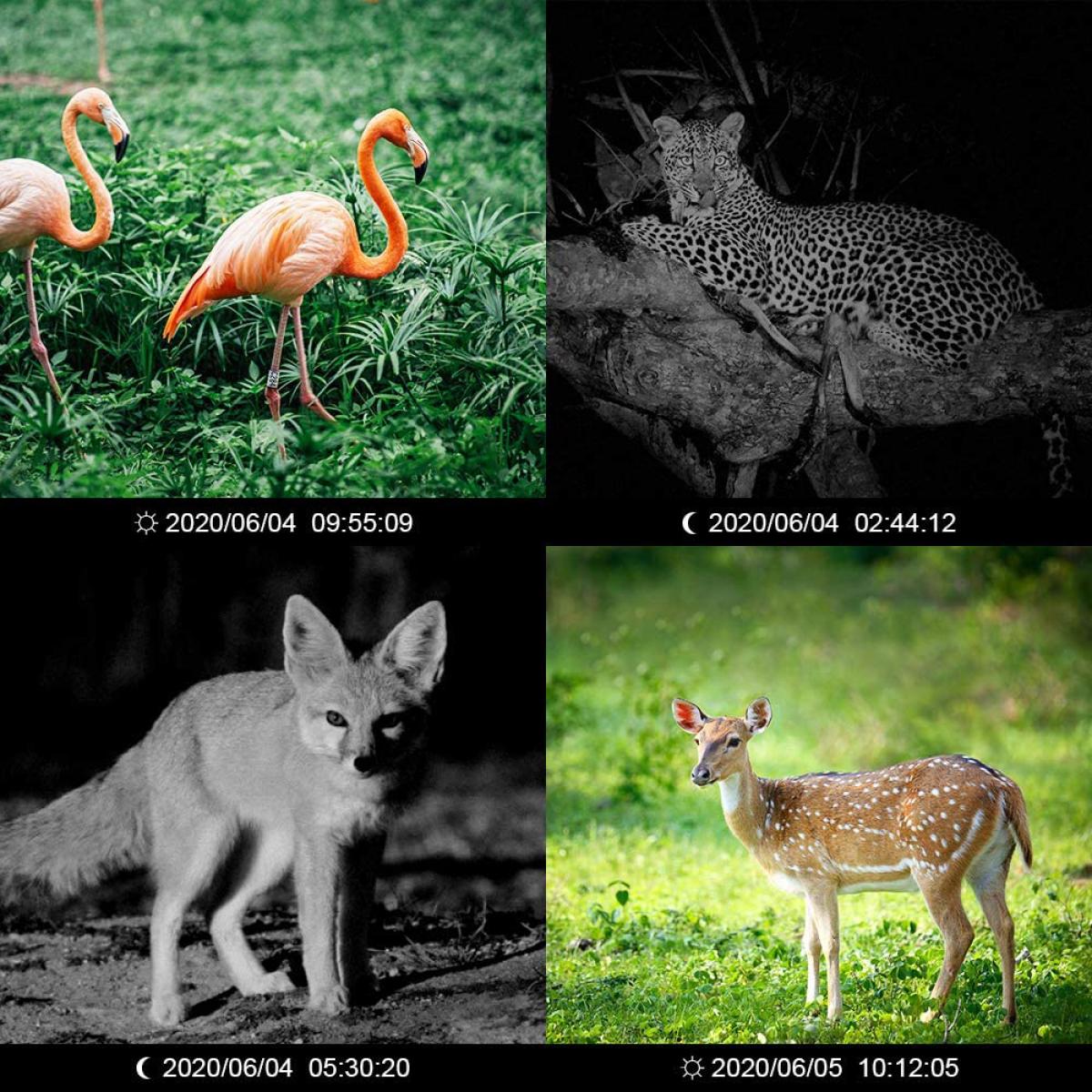 H883 Mini Trail Camera 1080P HD Game Camera IP66 Waterproof Wildlife Hunting Cam with 12months long standby and Night Vision 2.4” LCD IR LEDs