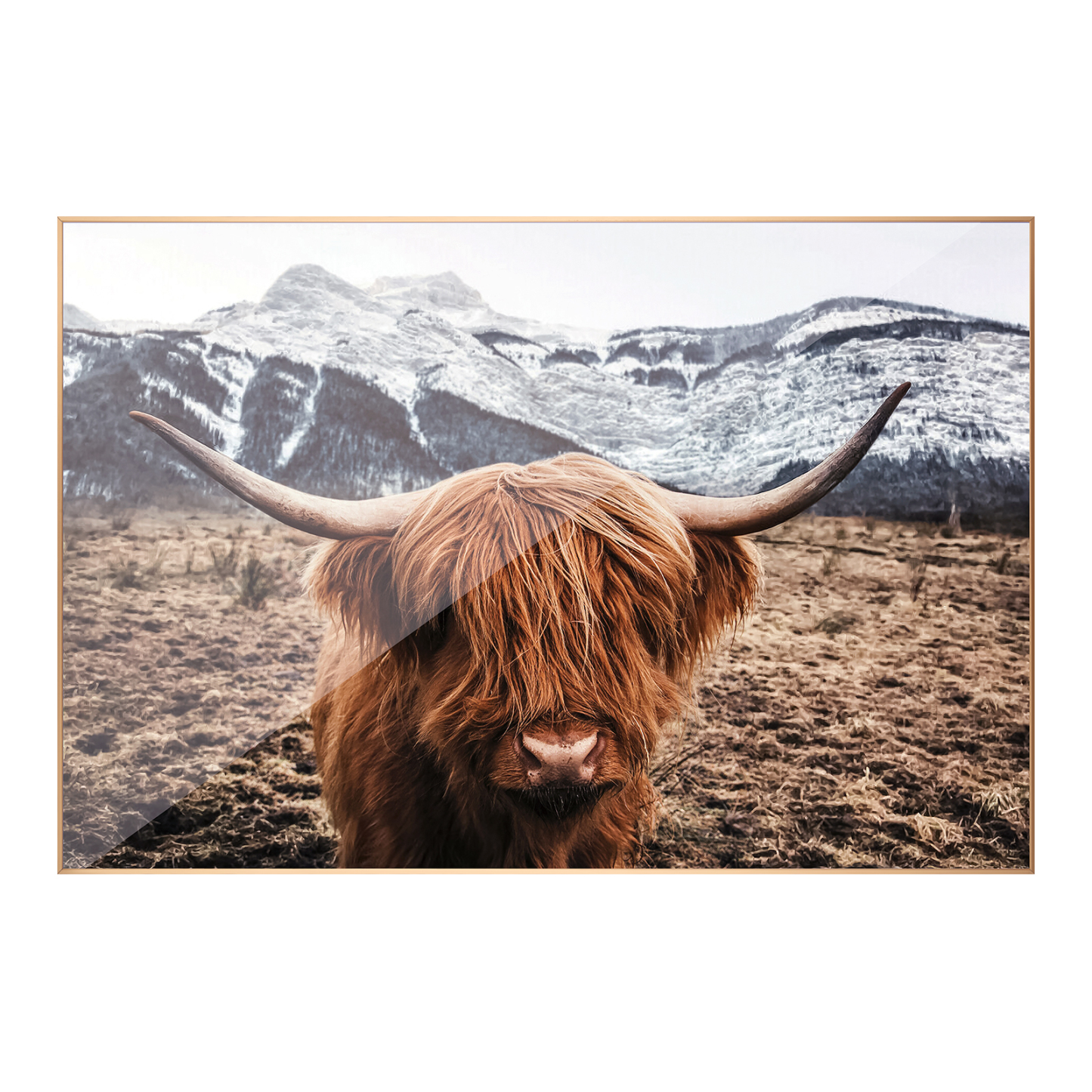 900x600mm Scottish Highland Cattle Cow Wall Art Lifestyle Canvas Print Home Decor