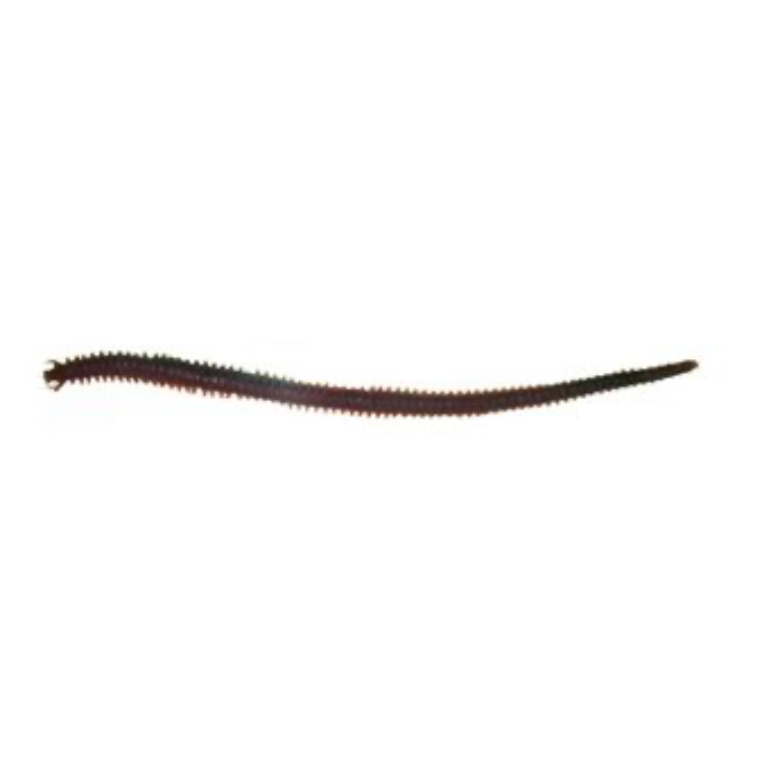 Berkley Powerbait Sandworm 6in Soft Plastic Fishing Lure