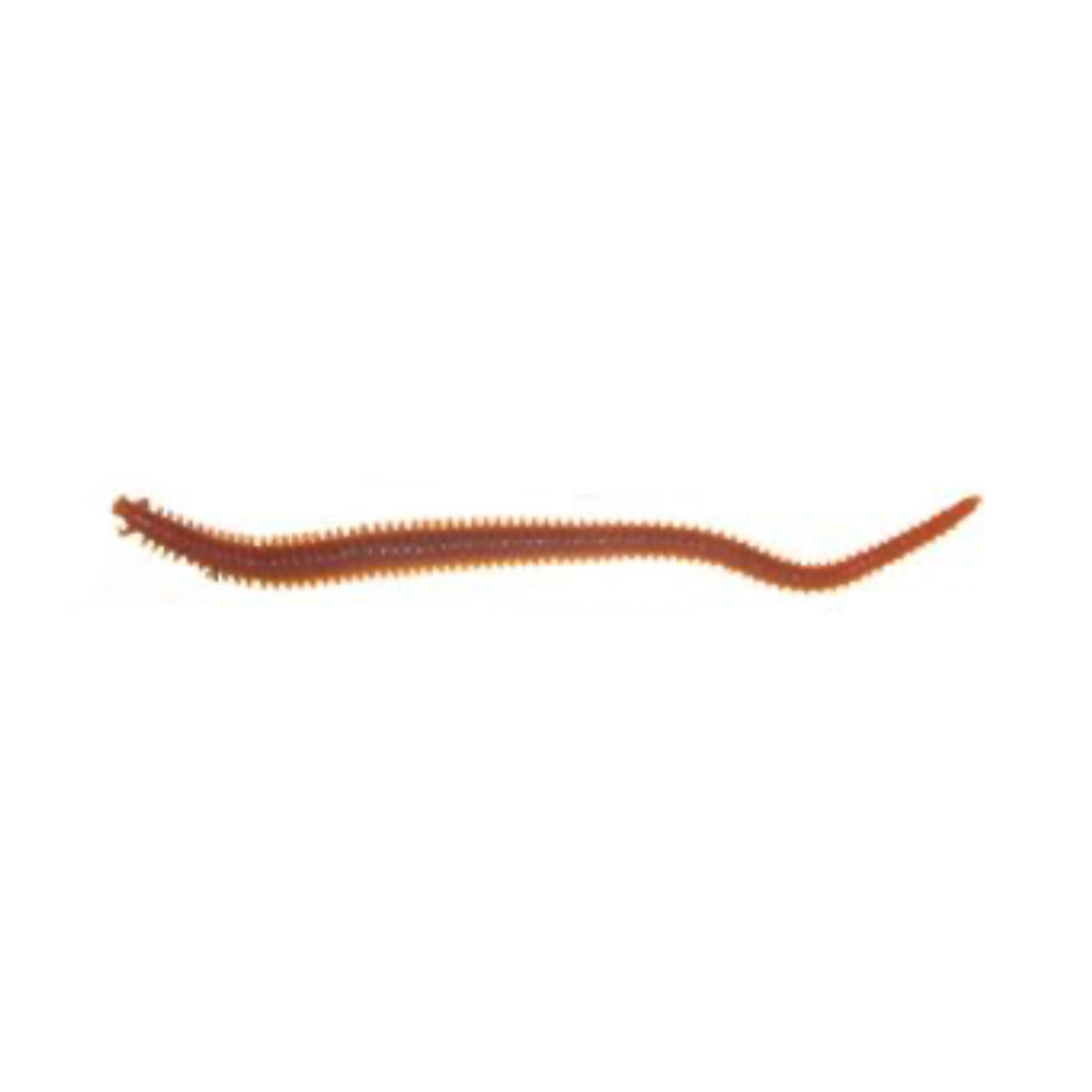 Berkley Powerbait Sandworm 6in Soft Plastic Fishing Lure