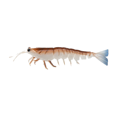 Irukandji Megaprawn 3in Soft Plastic Fishing Lures