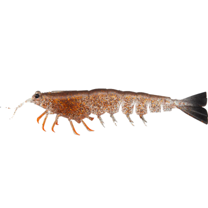 Irukandji Megaprawn 5in Soft Plastic Fishing Lures