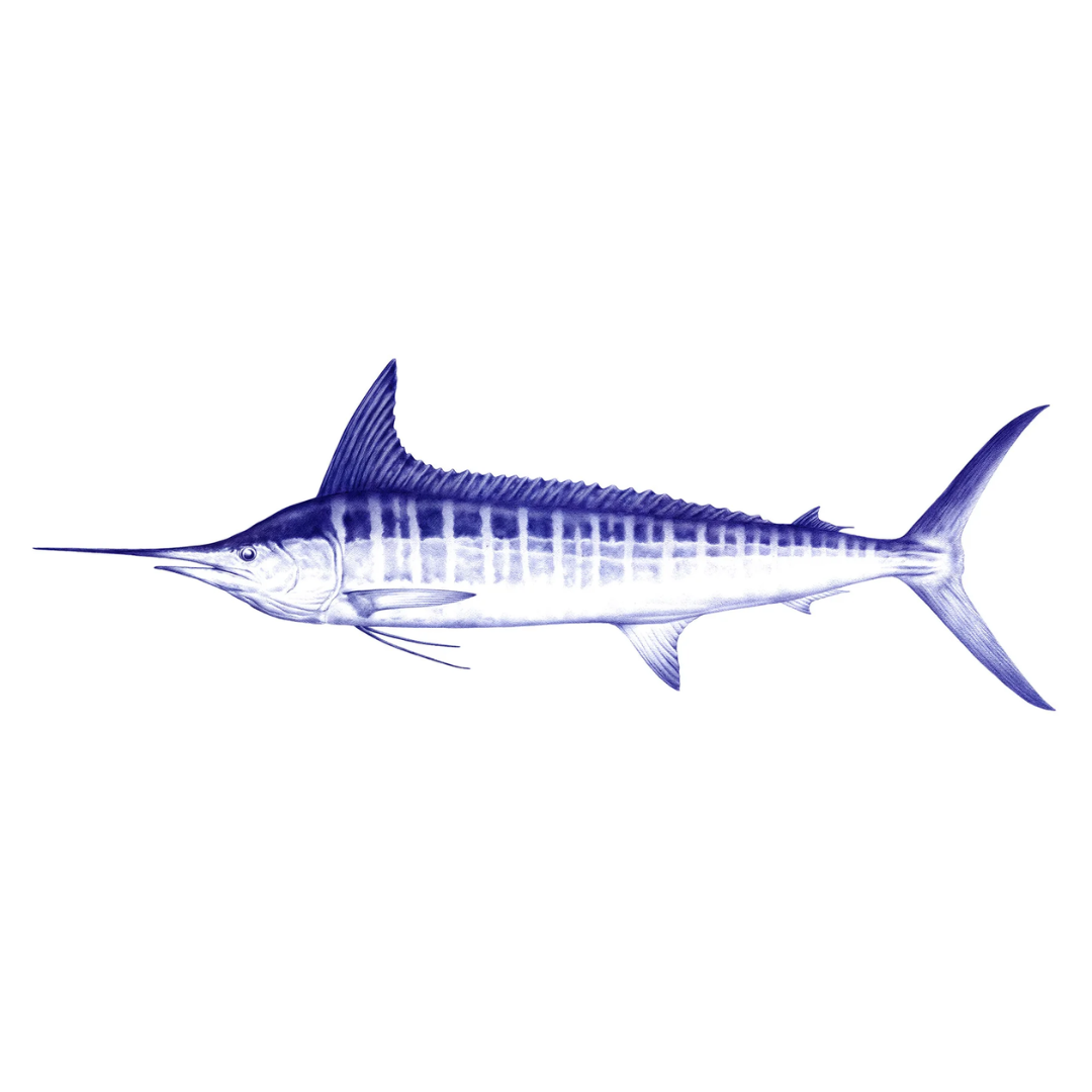 Malosi Fine Art Print - Marlin