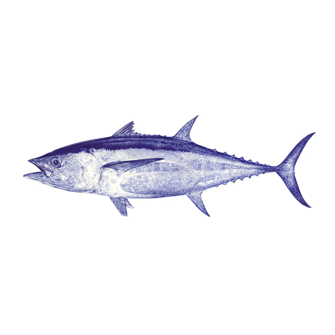 Malosi Fine Art Print - Longtail Tuna