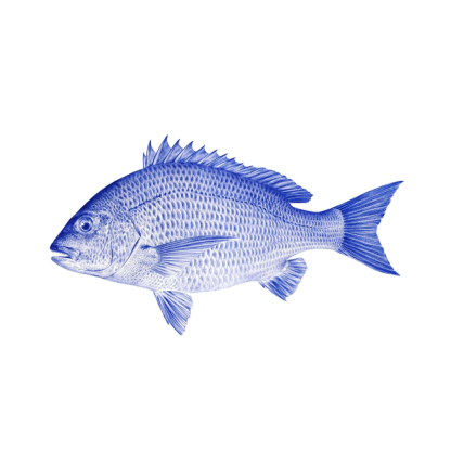 Malosi Fine Art Print Bream 