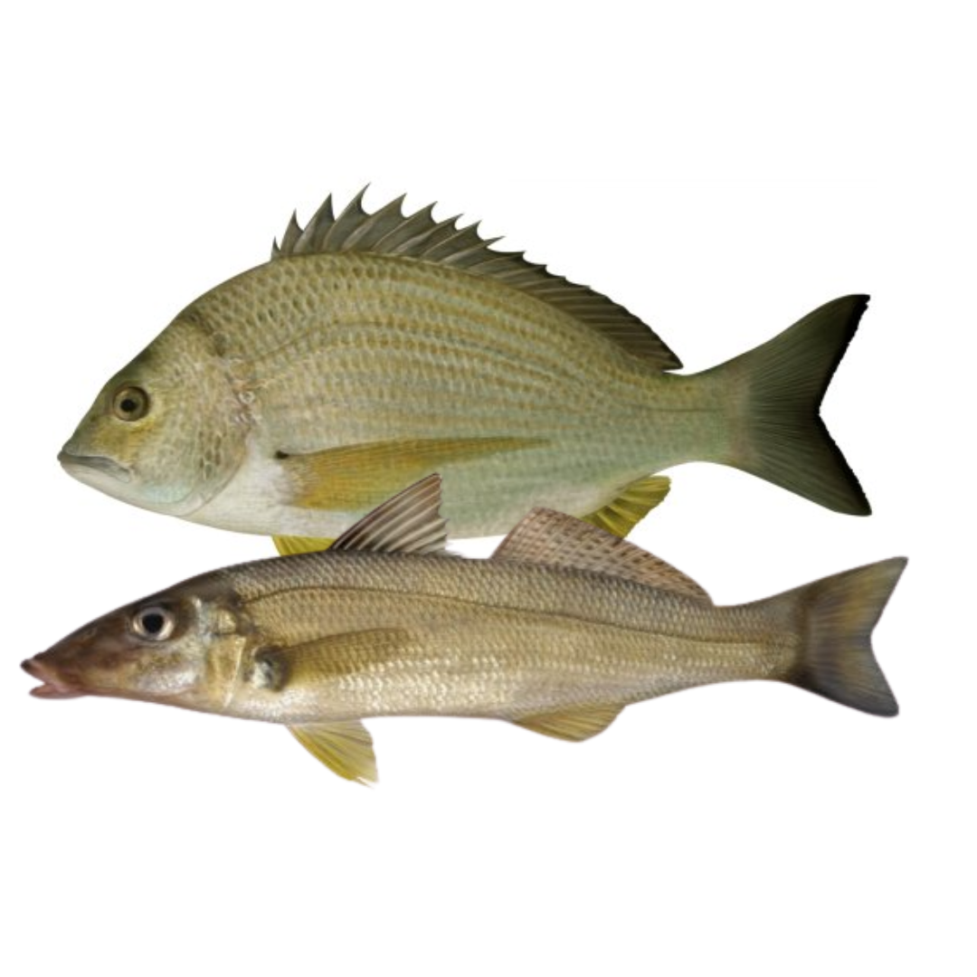 BREAM AND WHITING COMBOS
