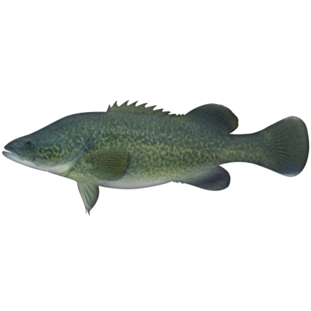 COD FISHING COMBOS