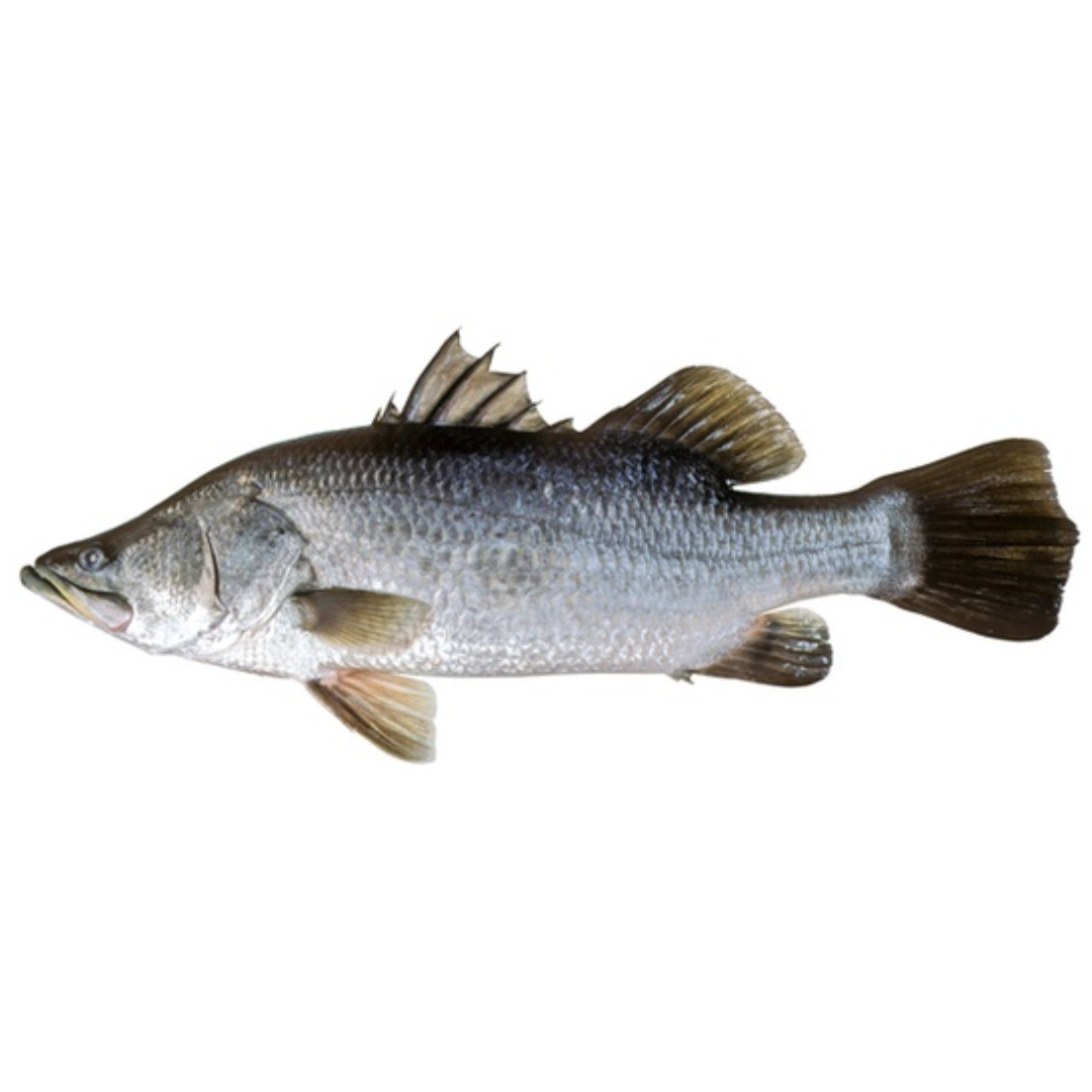 BARRA FISHING COMBOS