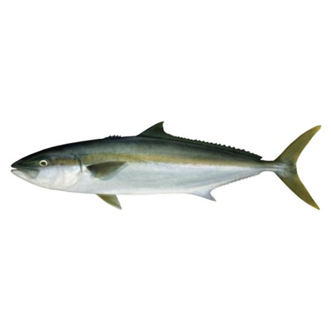 KINGFISH COMBOS
