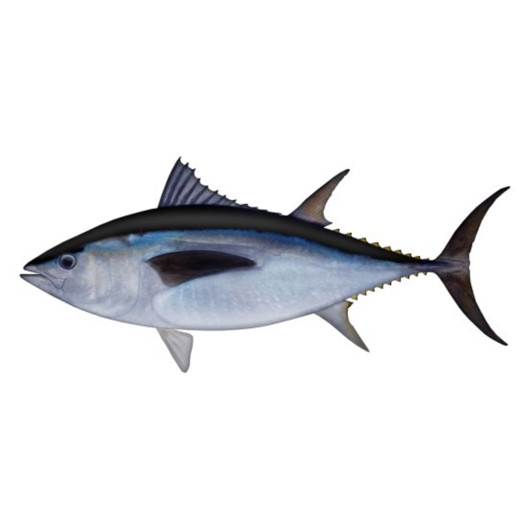 TUNA FISHING COMBOS
