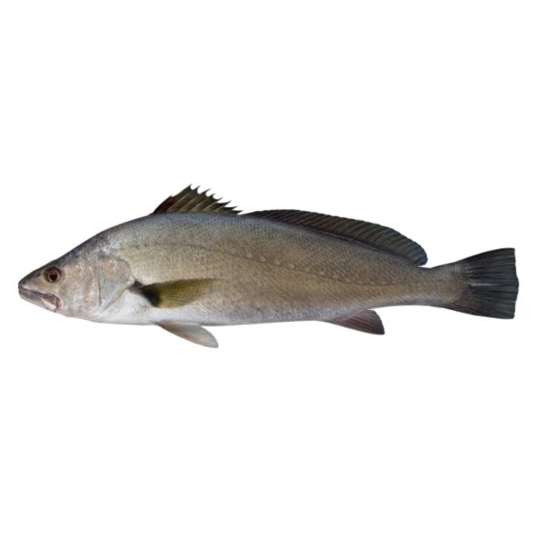MULLOWAY COMBOS