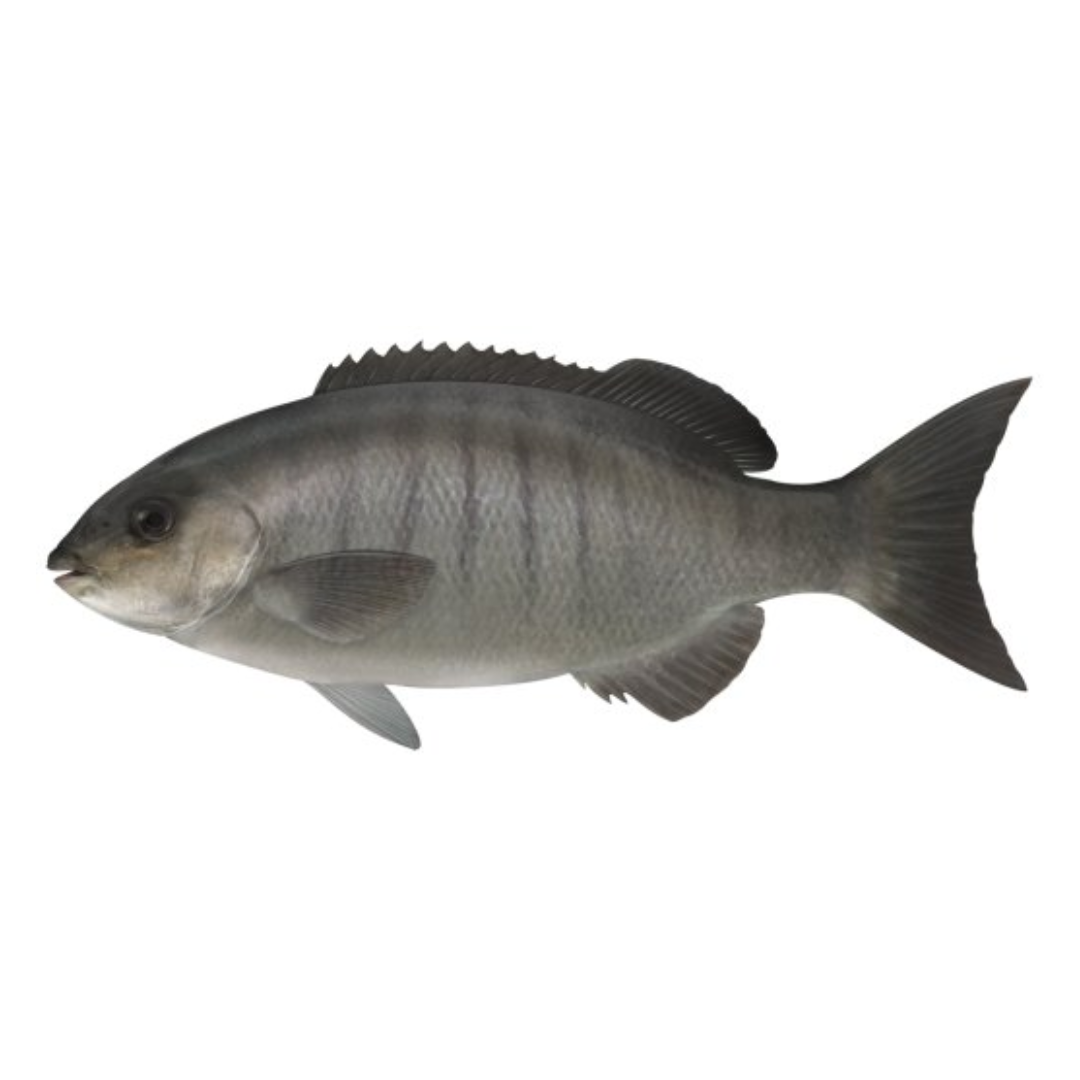 BLACKFISH / LUDERICK COMBOS