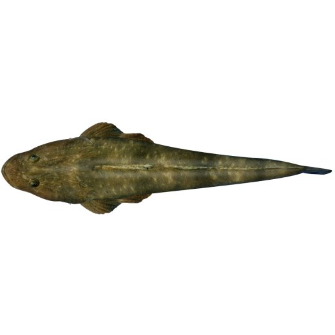 FLATHEAD COMBOS