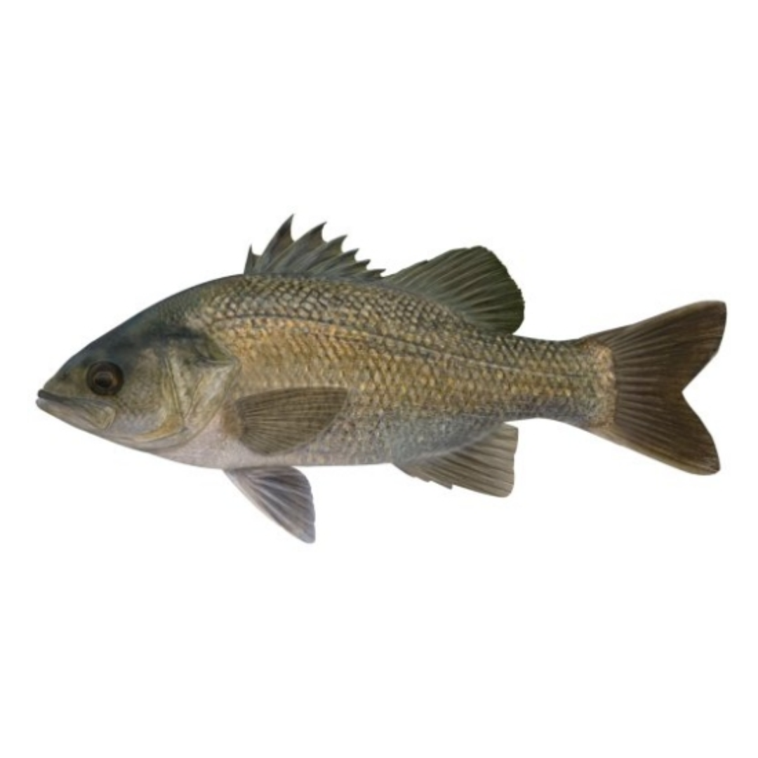 BASS FISHING COMBOS
