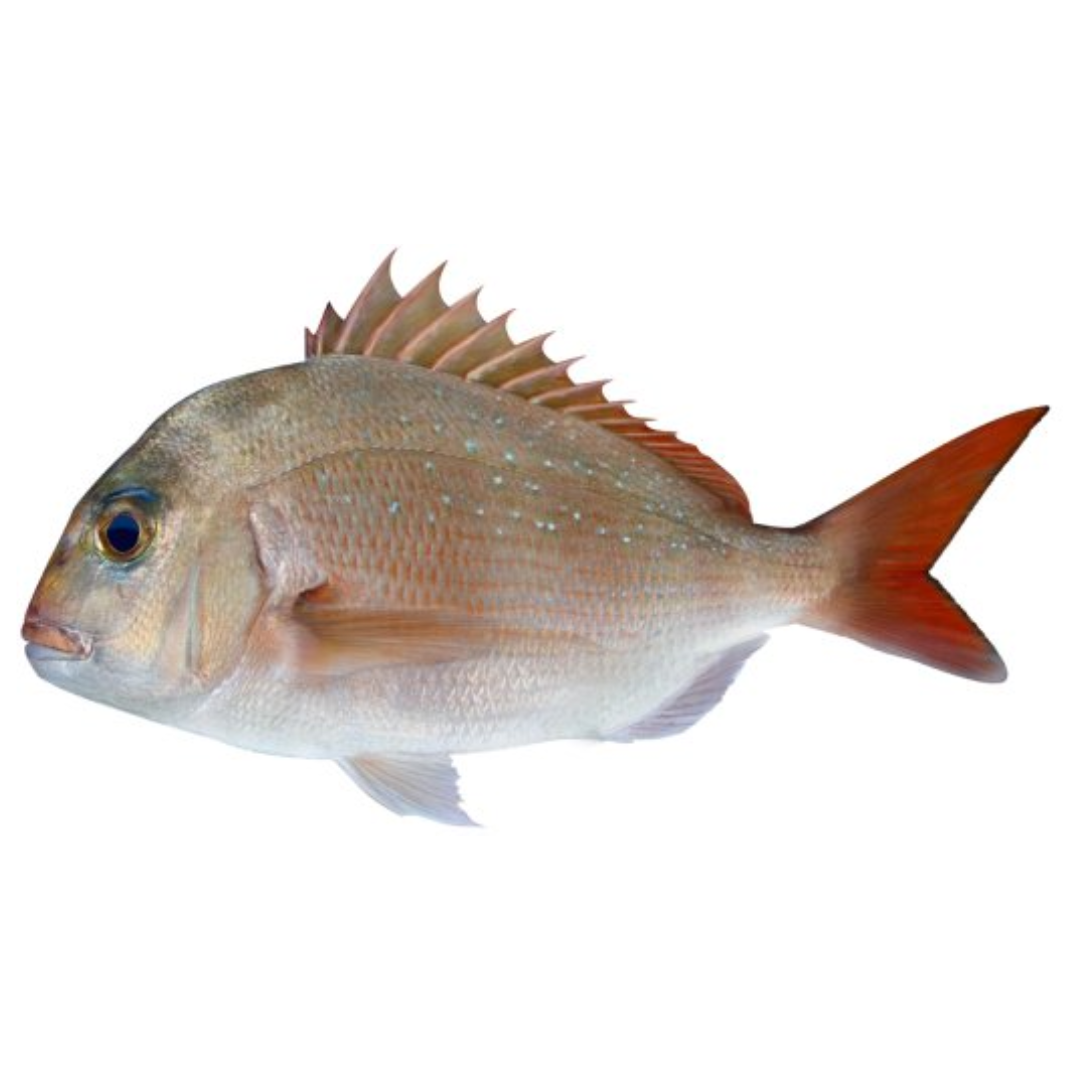 SNAPPER COMBOS