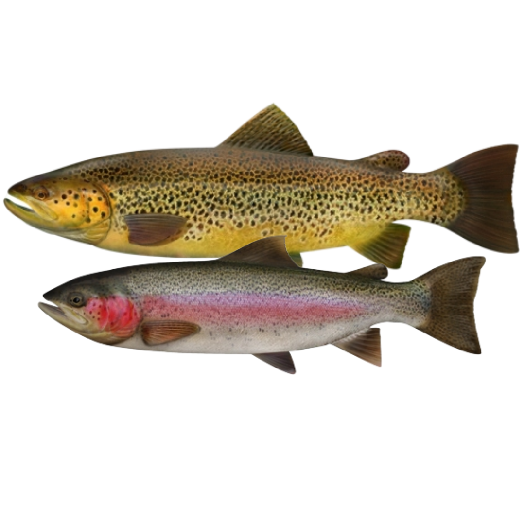 TROUT COMBOS