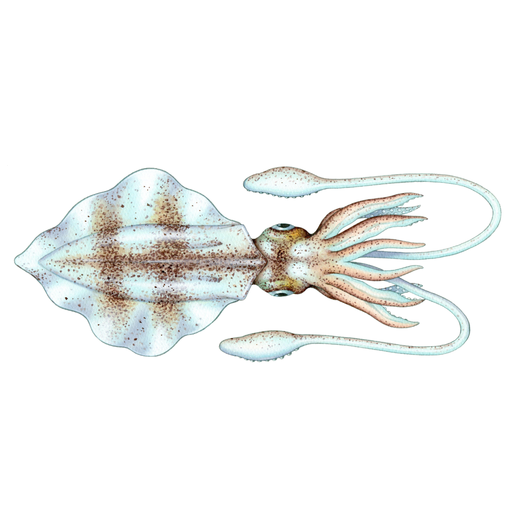 SQUID FISHING COMBOS