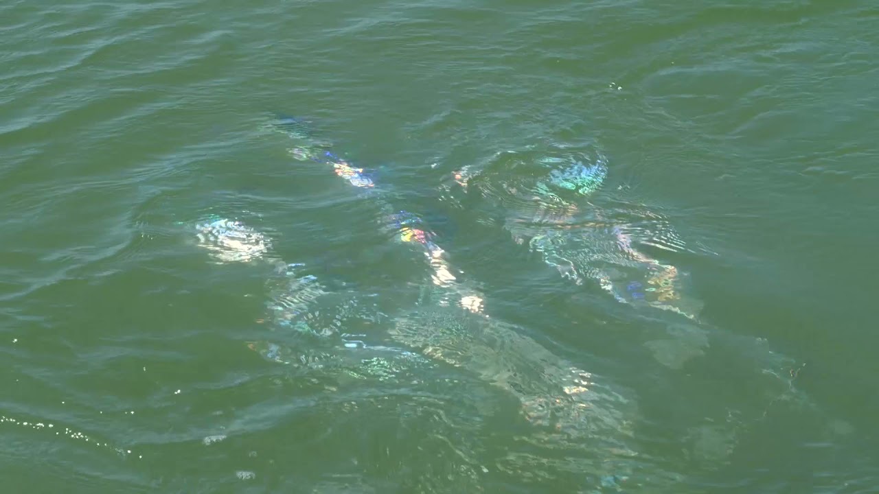 Buku Slimy Holographic Dredge Strip Teaser