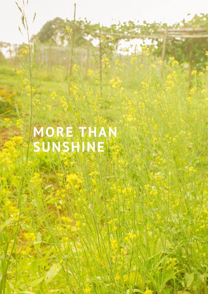 MORE THAN SUNSHINE #MIMPIKITAFW20 - Mimpikita
