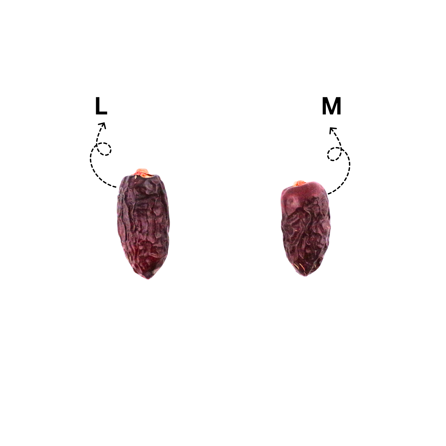 Kareem Kurma Safawi Premium L [400g] – Diimport dari Madinah, Stok Baru