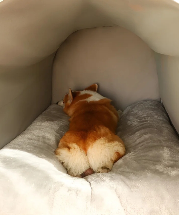 ペット ウォータールー