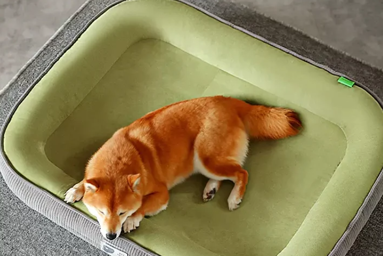 ペット ウォータールー