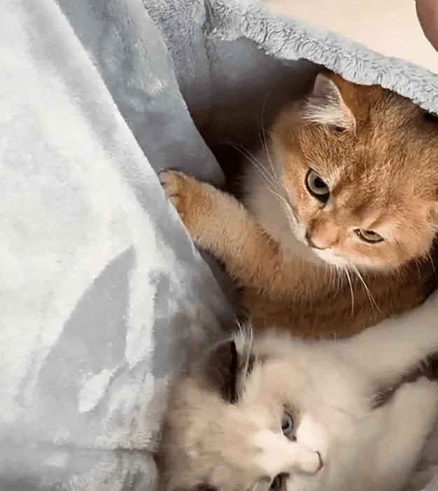 ジャーキング・キャット・クロージング