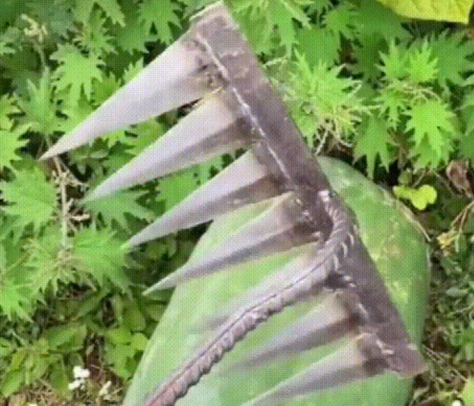 雑草すくい