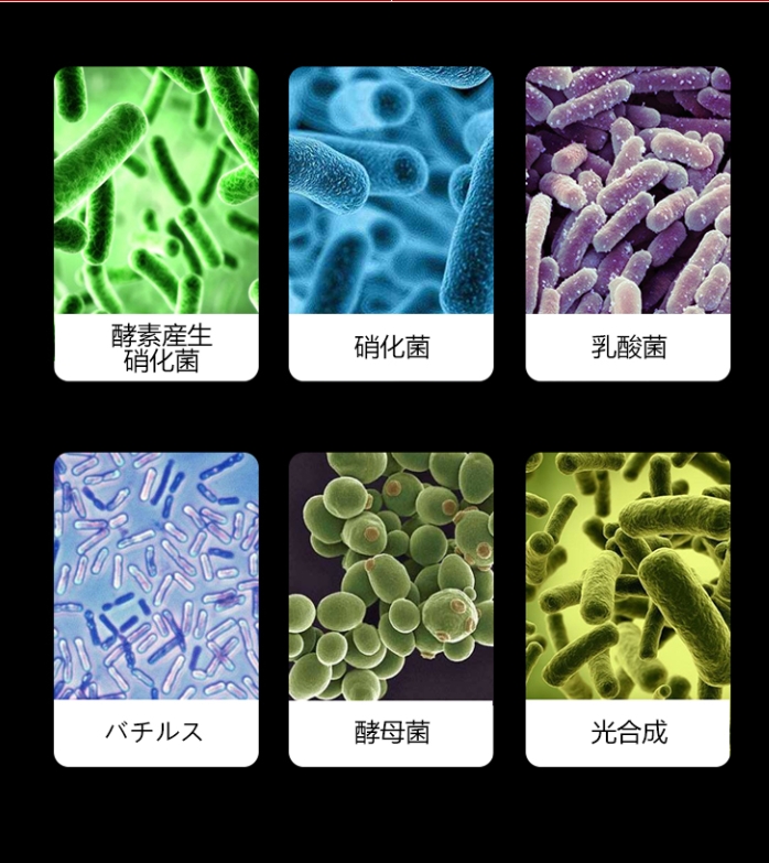 カプセル
