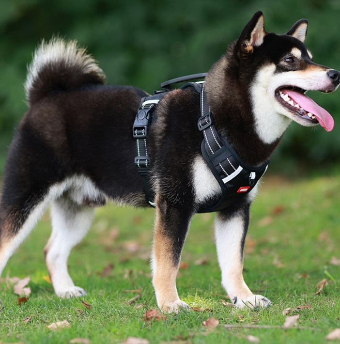 犬の胸と背中