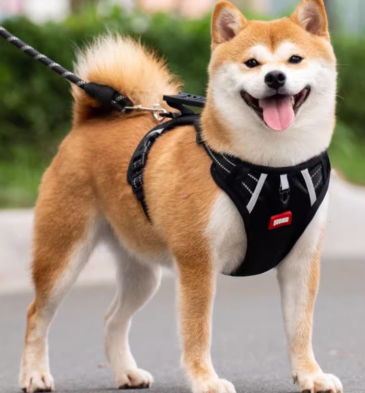 犬の胸と背中