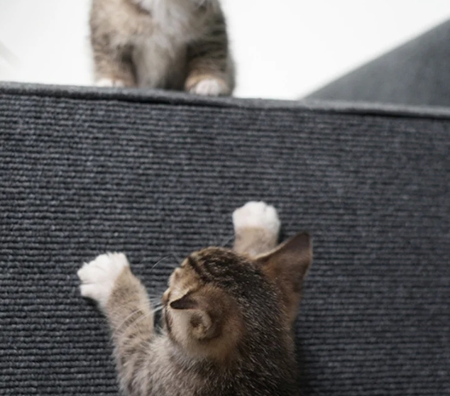 猫用ハイハイマット