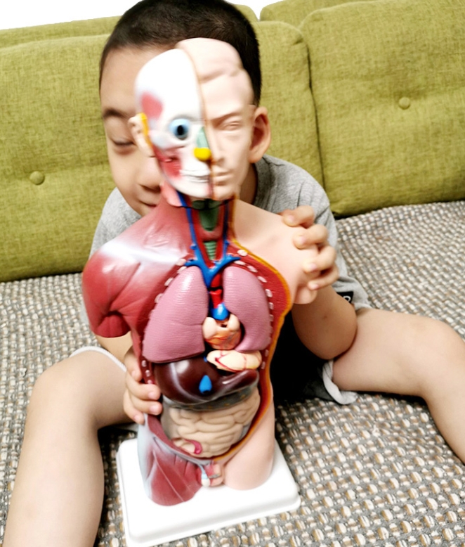 ドライモデル
