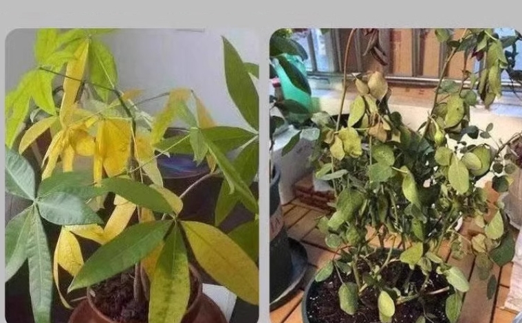 復活液