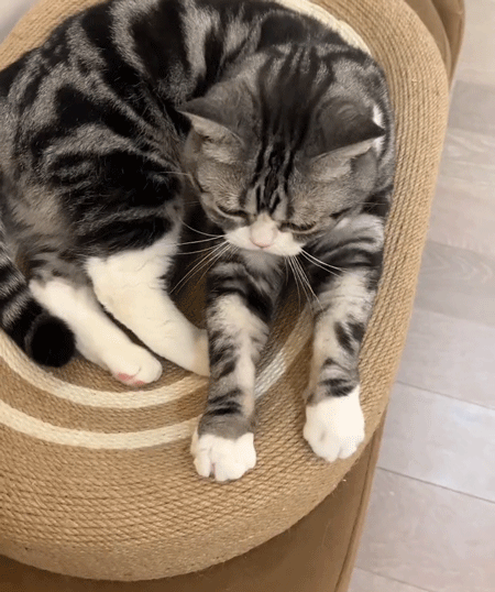 サイザル麻の猫用スクラッチボード
