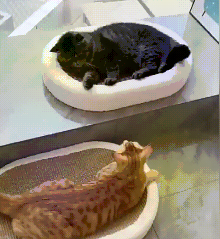 サイザル麻の猫用スクラッチボード