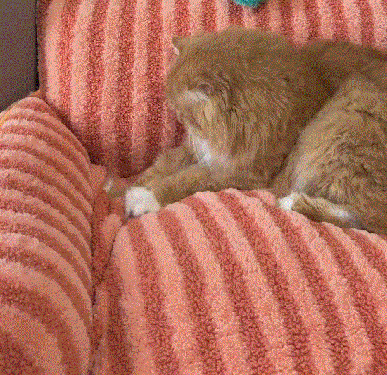 縞模様のペットケージ
