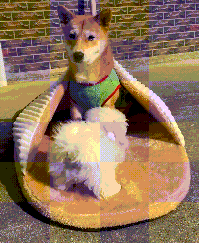 取り外し可能なペット用ケージ