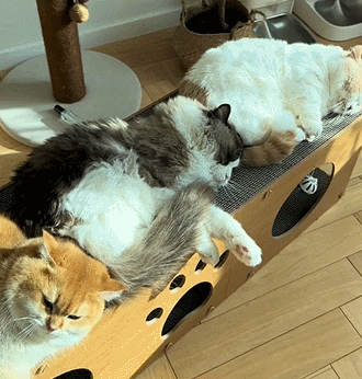 猫用スクラッチボード