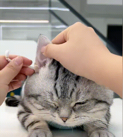 綿棒