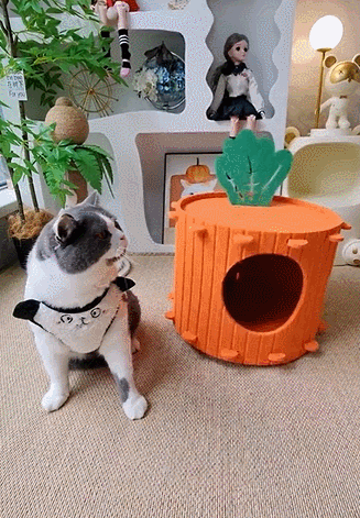 猫の巣