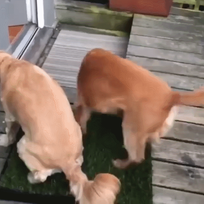 犬用トイレ