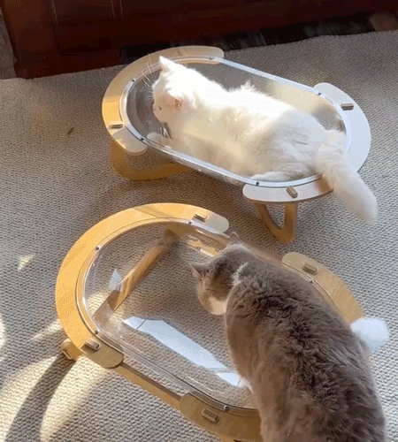 猫の巣