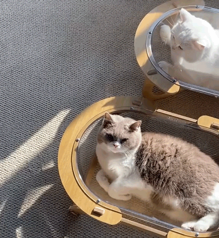 猫の巣
