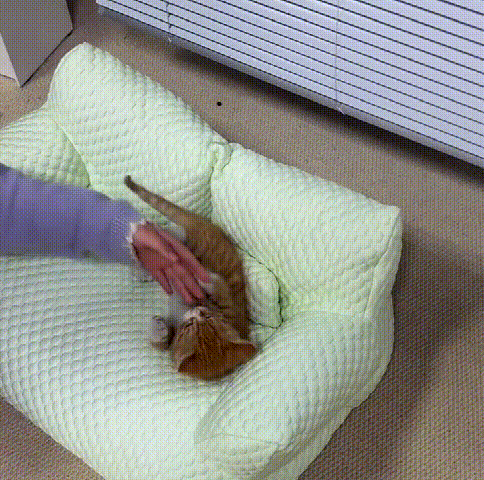 ペット用ソファ