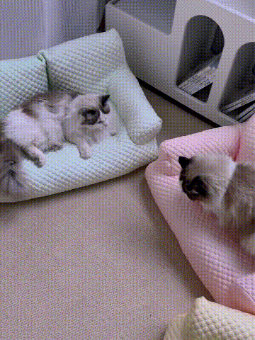 ペット用ソファ