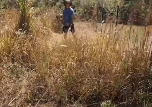 芝刈り機