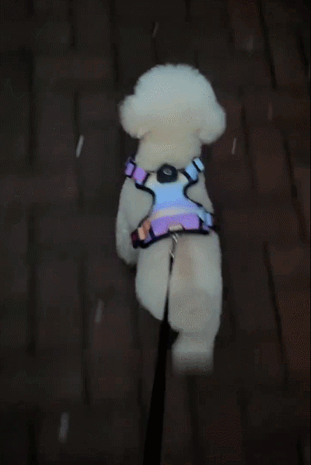 ペットの胸と背中