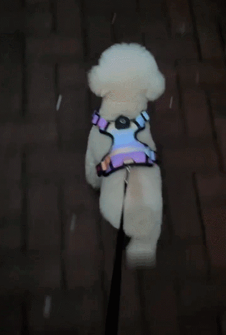 ペットの胸と背中